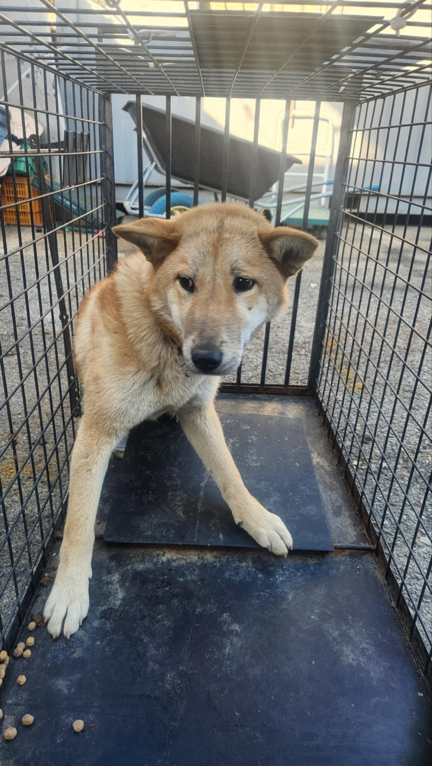 보호중 믹스견의 가…